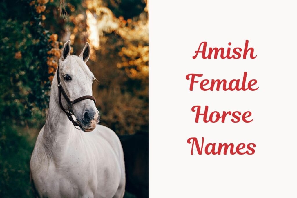 _Amish Female Horse Names. image