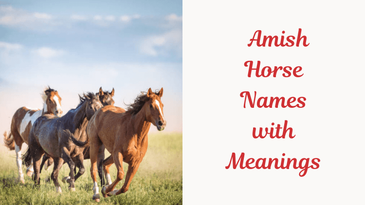 Amish Horse Names with Meanings. image