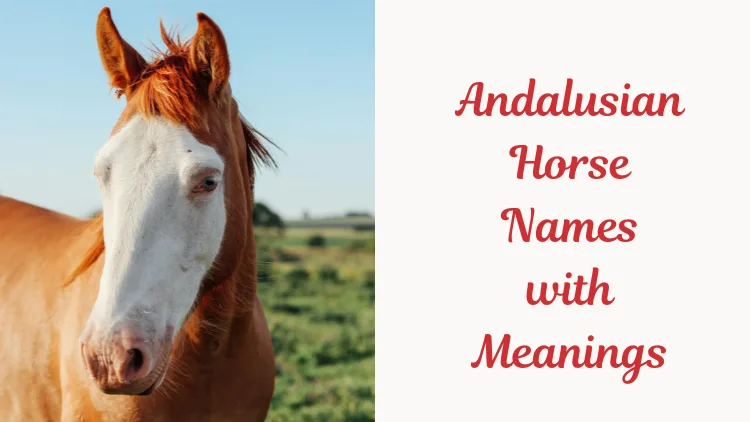 Andalusian Horse Names with Meanings. Feature image