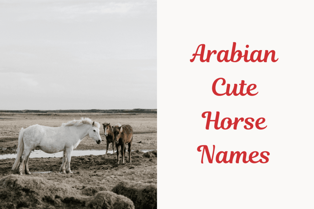 Arabian Cute Horse Names.image