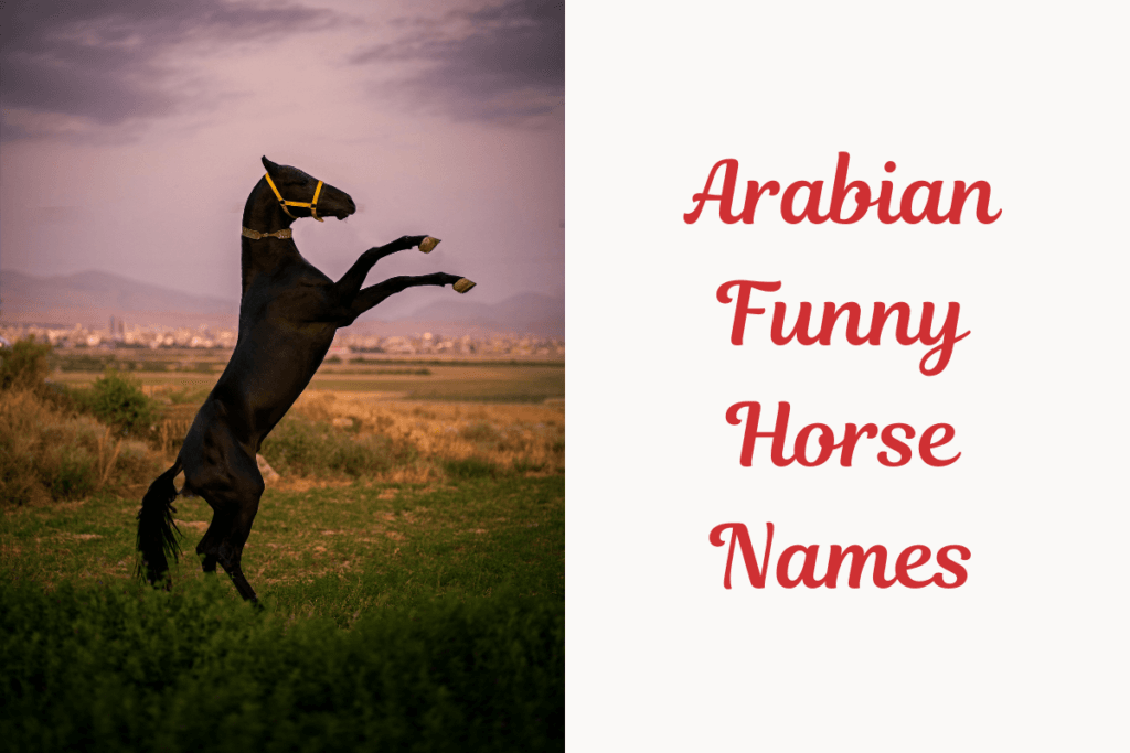Arabian Funny Horse Names.image