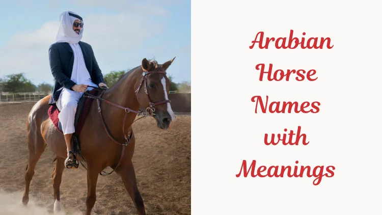 Arabian Horse Names with Meanings