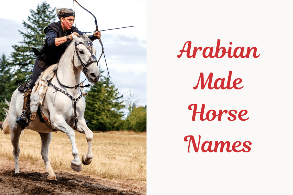Arabian Male Horse Names