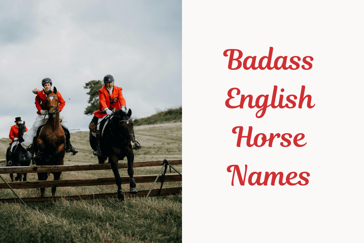 Badass English Horse Names. Image