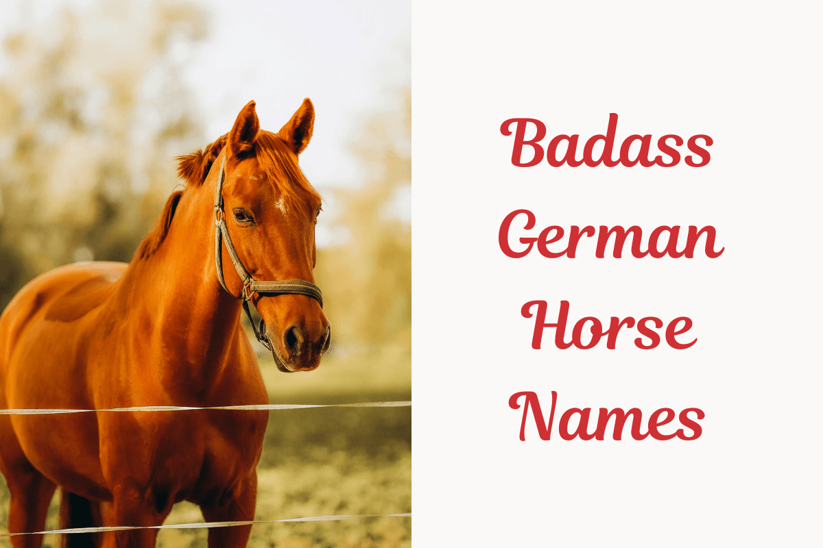 Badass German Horse Names, image