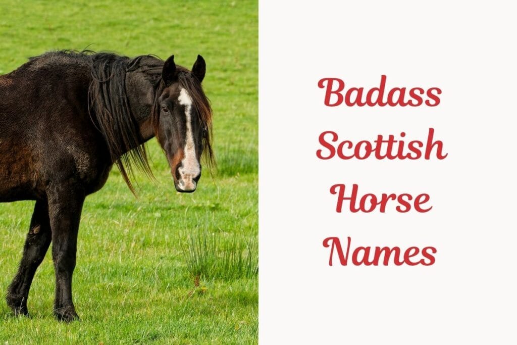 Badass Scottish Horse Names (1)