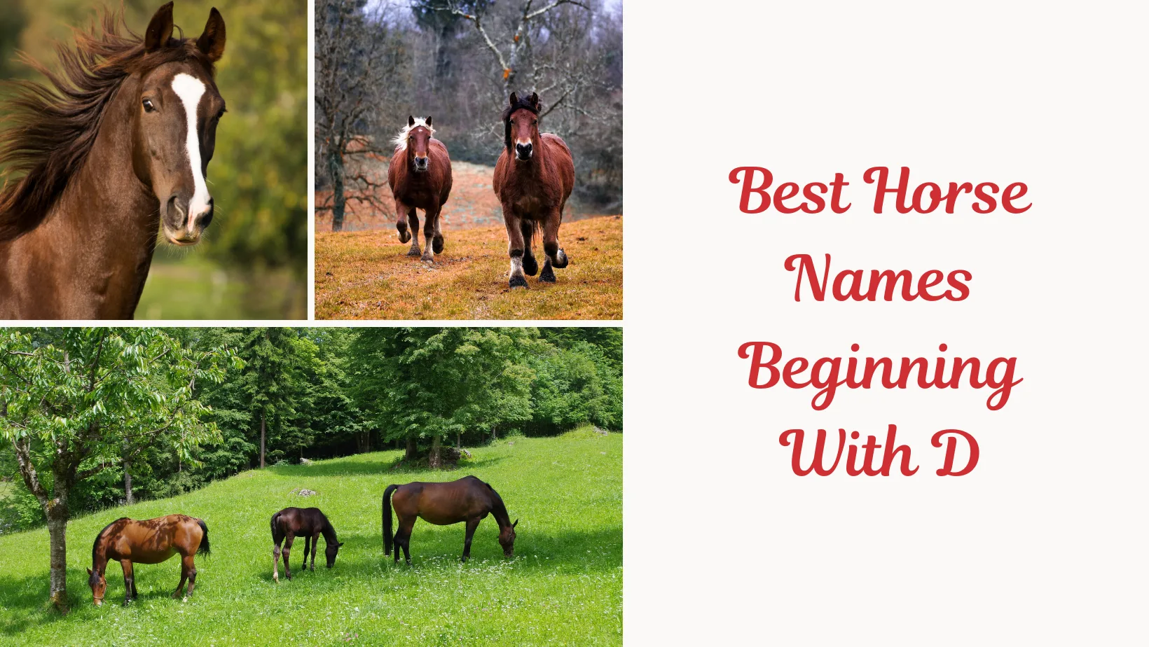 Best Horse Names Beginning With D (3)