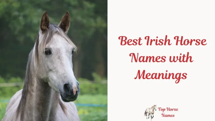 _Best Irish Horse Names with Meanings