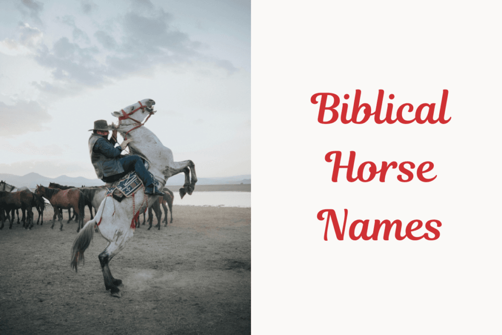Biblical Horse Names. image