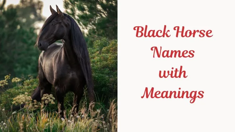 Black Horse Names with Meanings