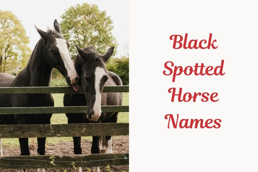 Black Spotted Horse Names
