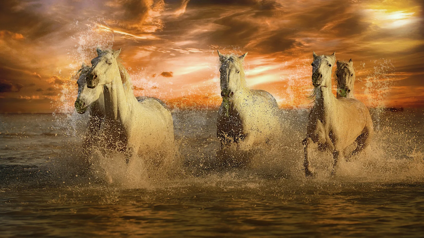 Horses, Featured image