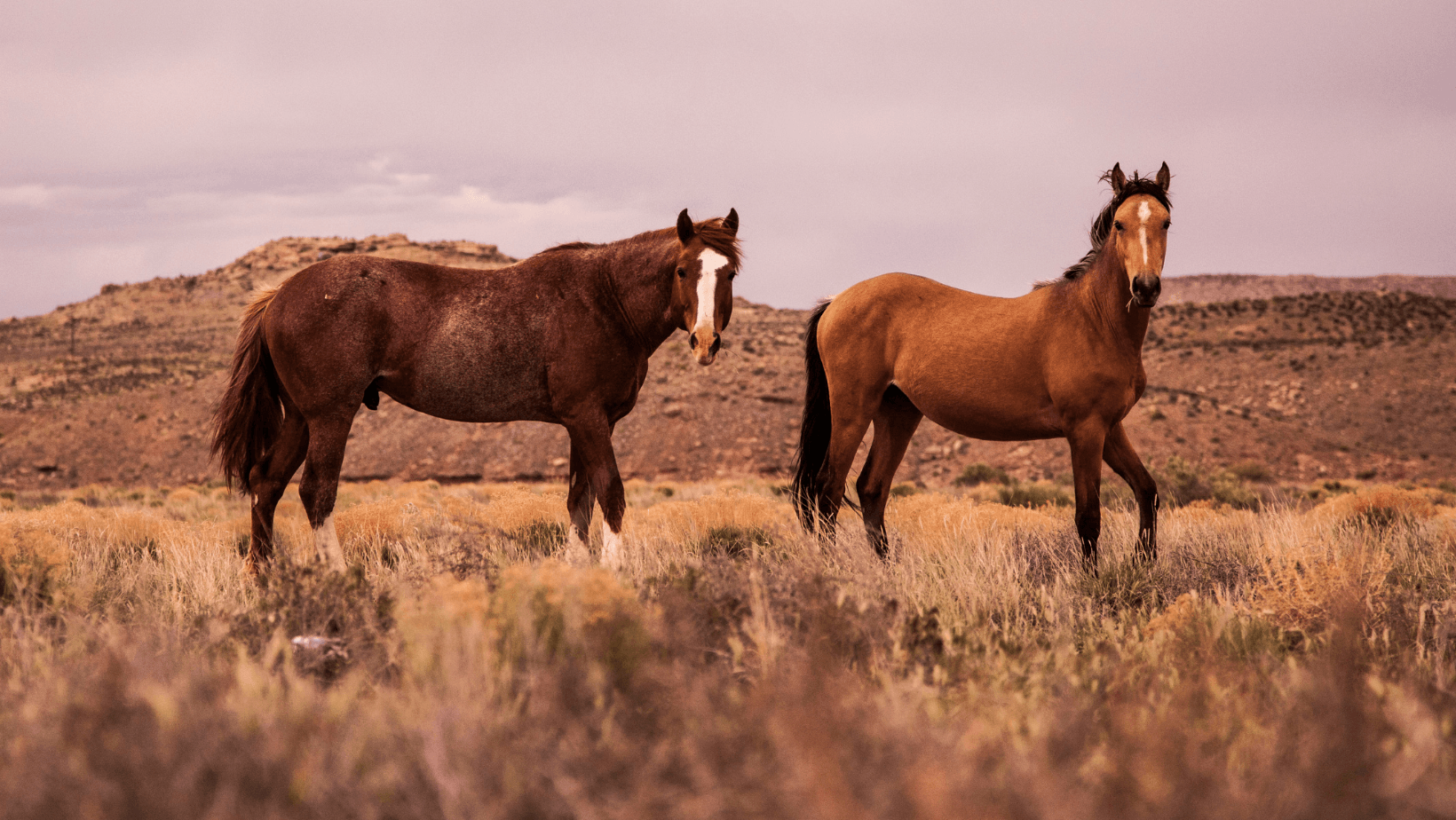 Horse Image.
