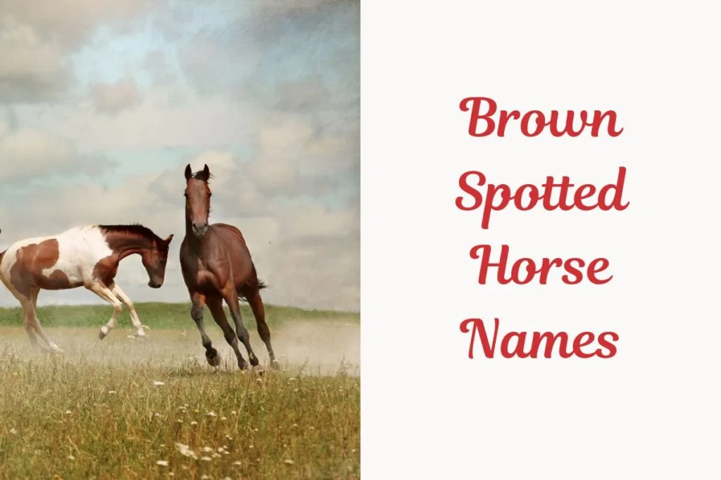 Brown Spotted Horse Names