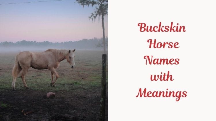 Buckskin Horse Names with Meanings