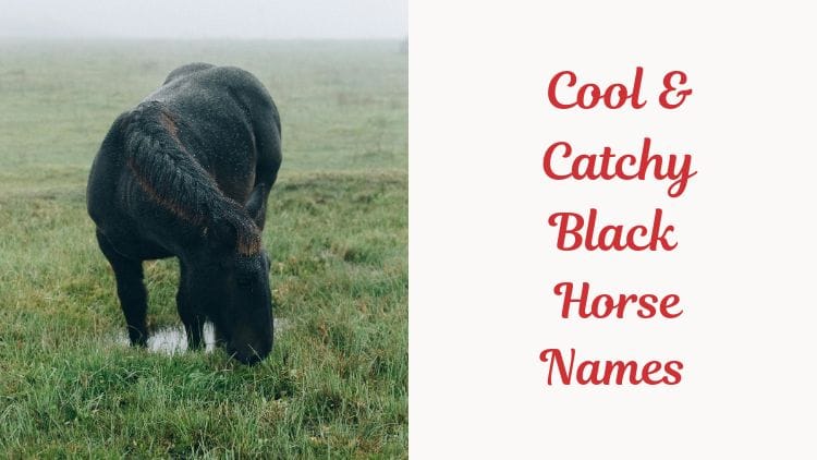 Cool & Catchy Black Horse Names