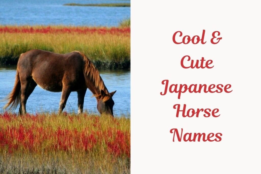 Cool & Cute Japanese Horse Names