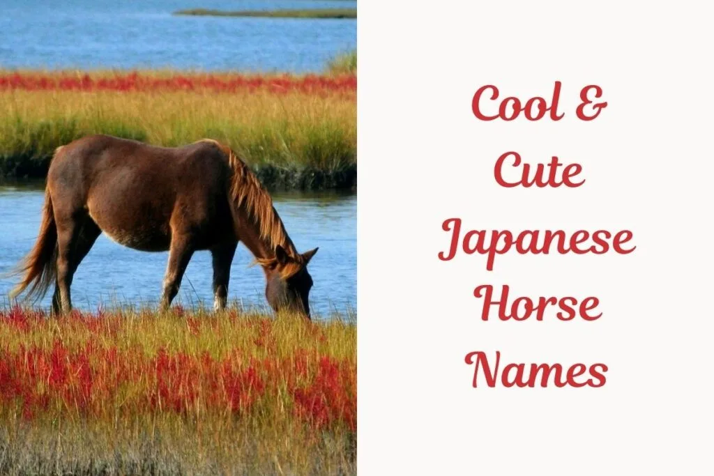 Cool & Cute Japanese Horse Names