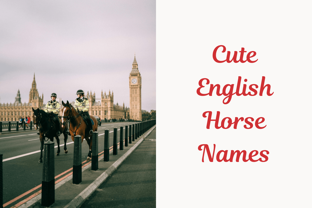 Cute English Horse Names. Image