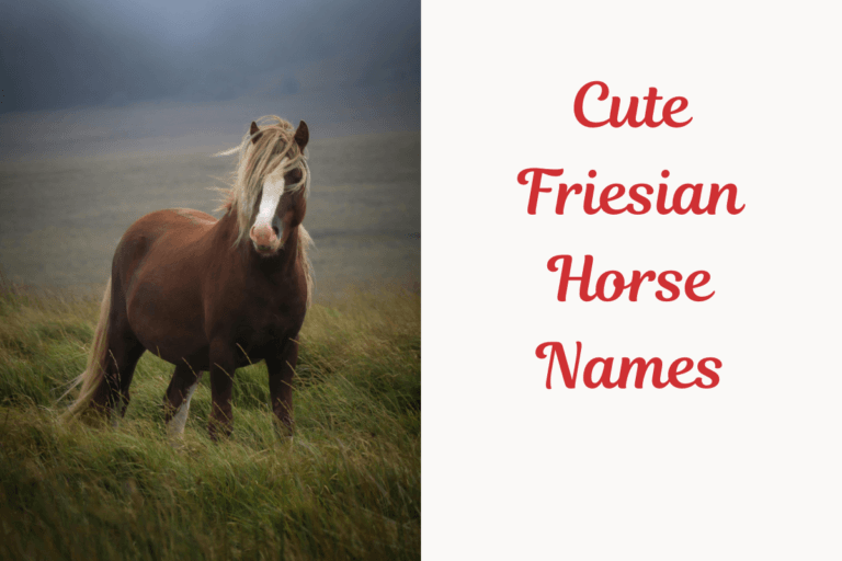Cute Friesian Horse Names. image