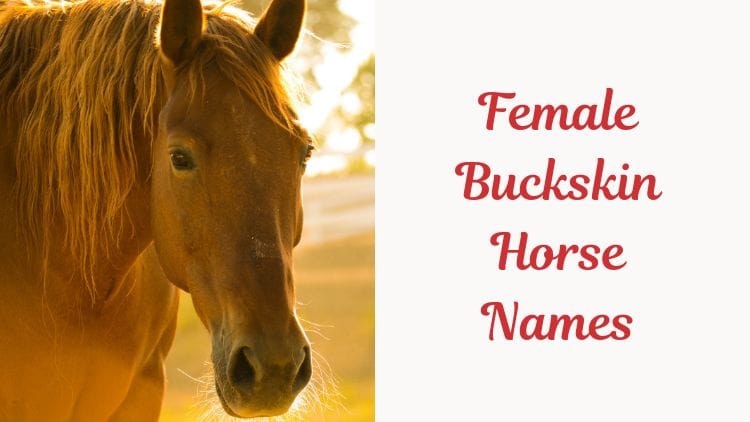 Female Buckskin Horse Names