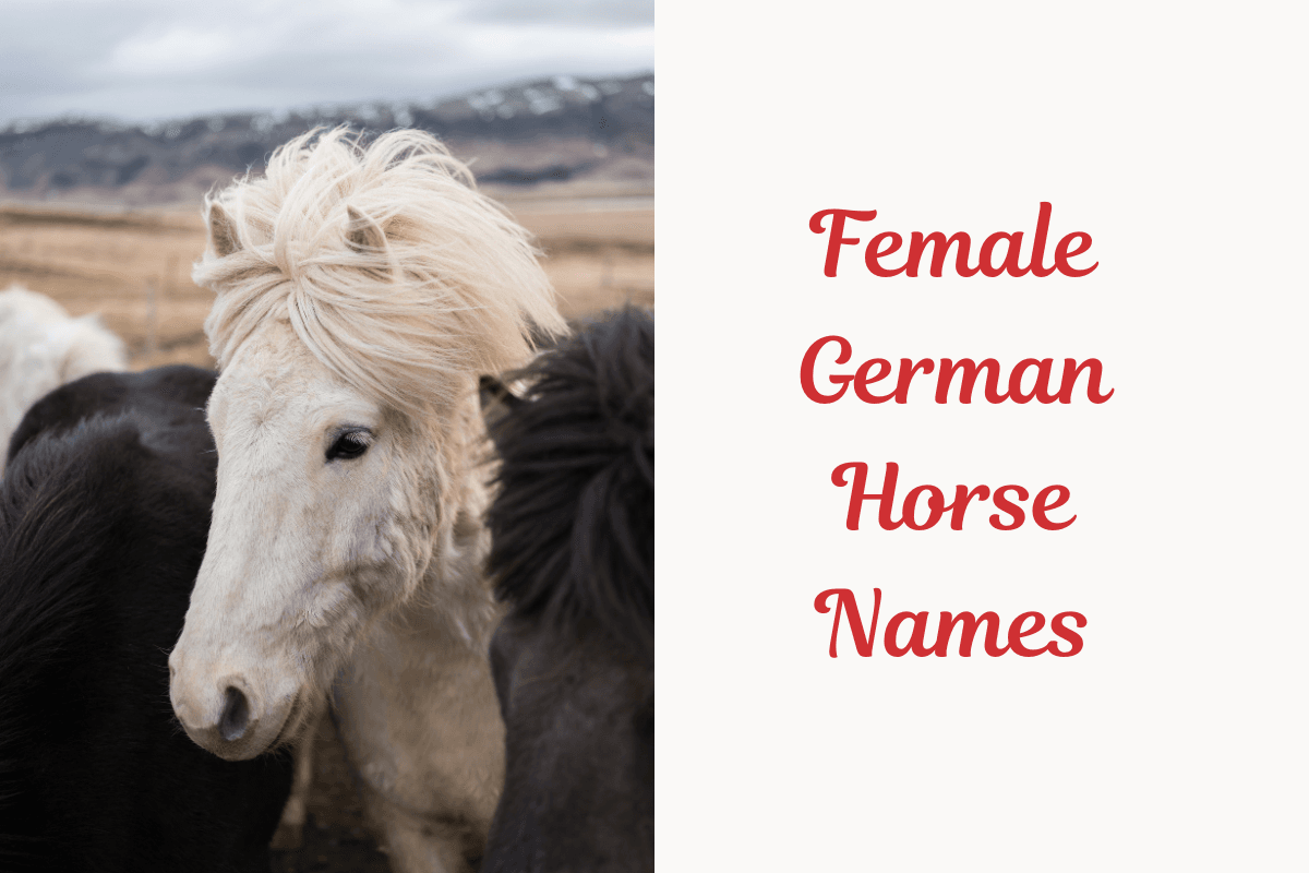 _Female German Horse Names, image