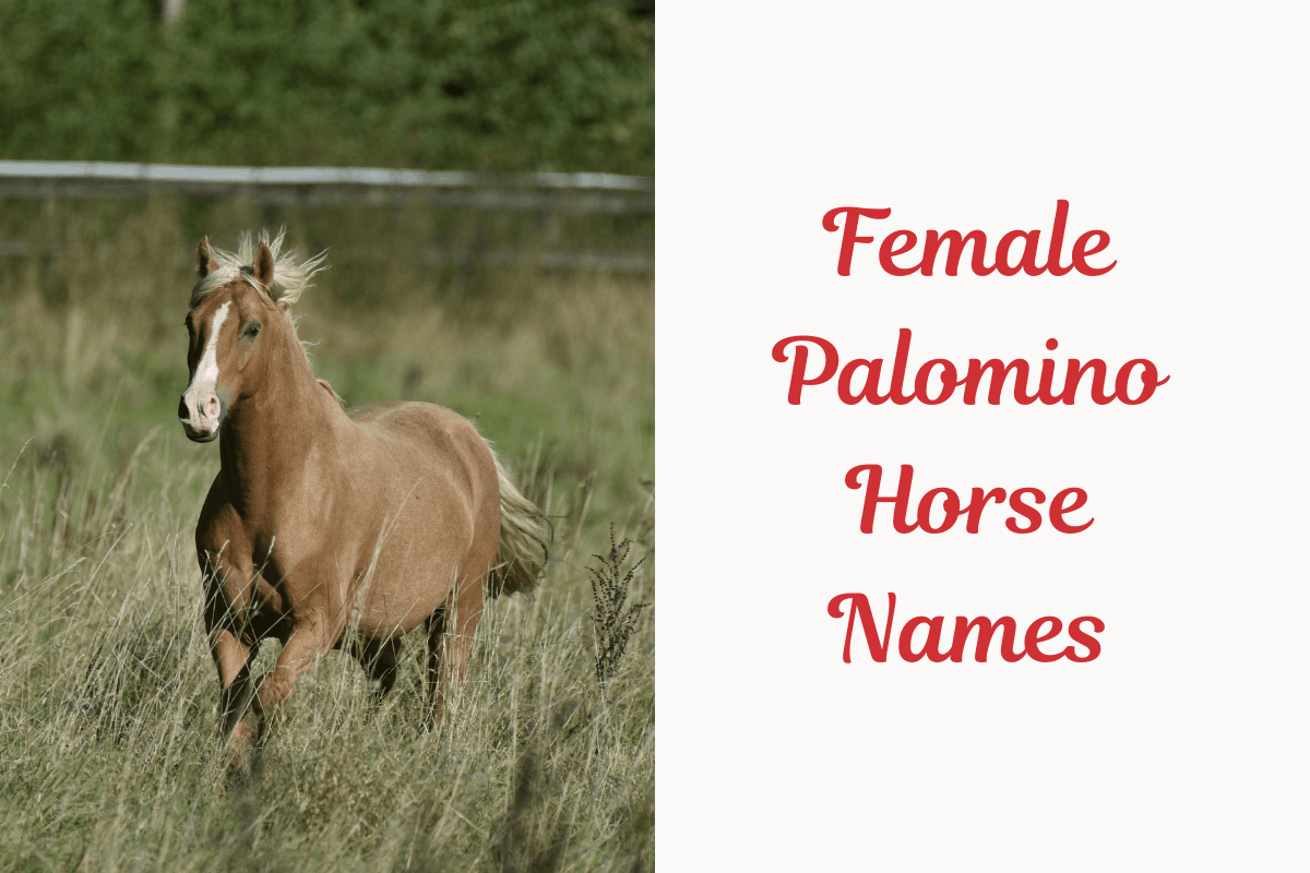 Female Palomino Horse Names.image