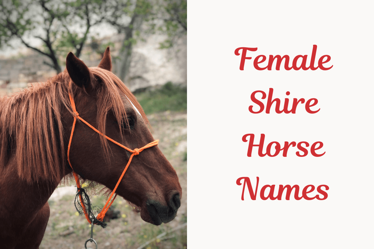 Female Shire Horse Names. image