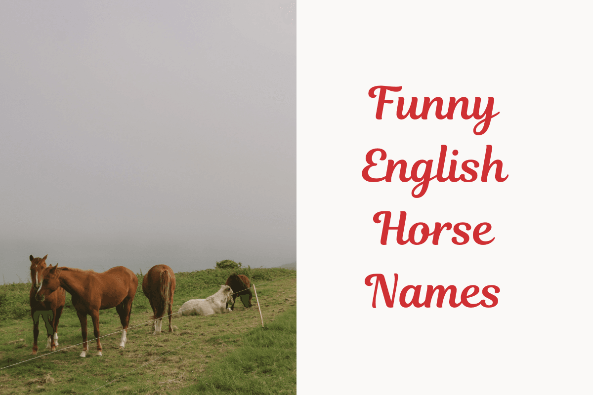Funny English Horse Names. Image
