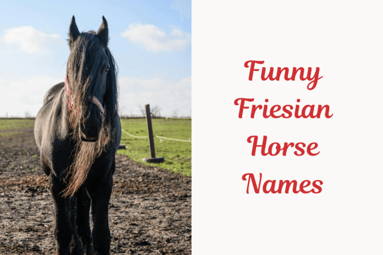 Funny Friesian Horse Names. image