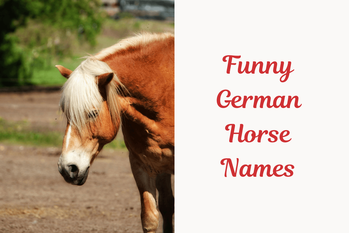 Funny German Horse Names, image
