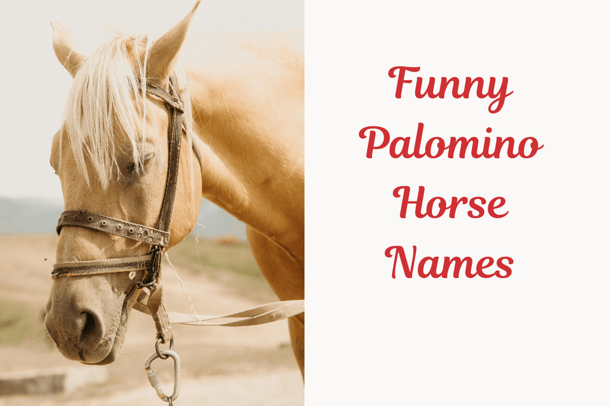 Funny Palomino Horse Names.image