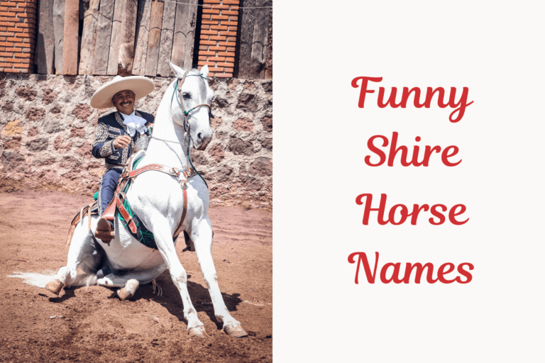Funny Shire Horse Names. image
