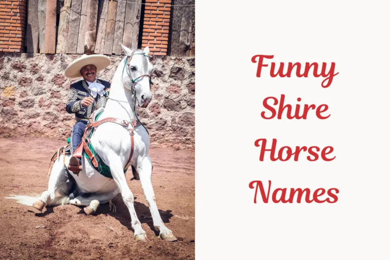 Funny Shire Horse Names. image