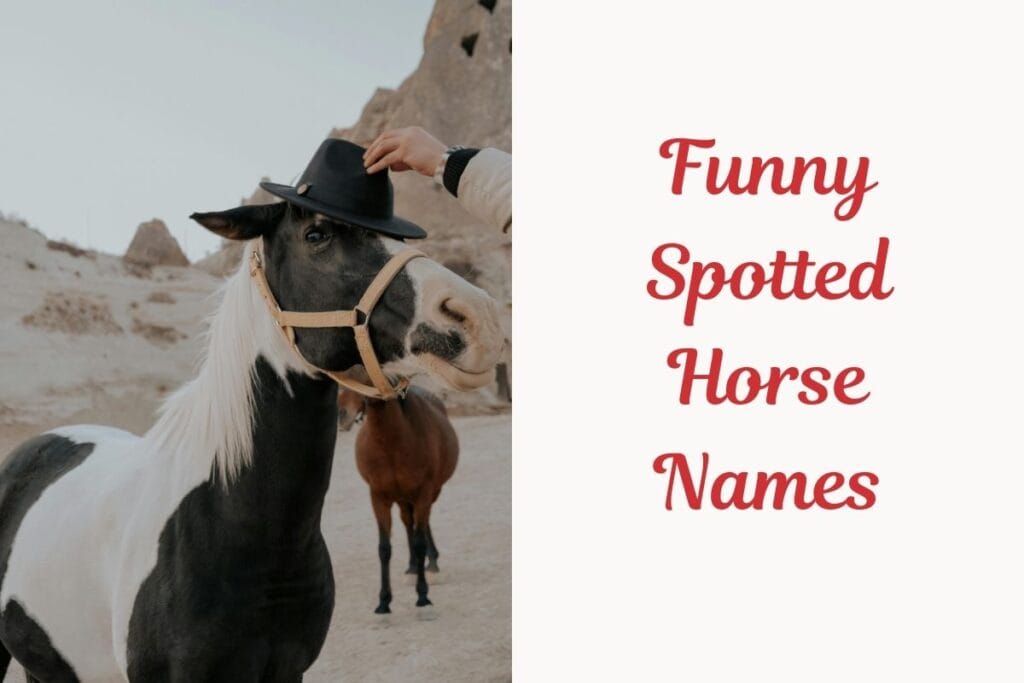 Funny Spotted Horse Names