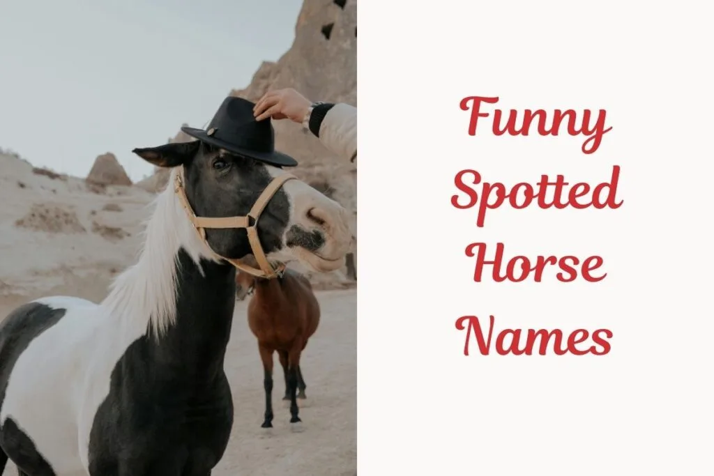 Funny Spotted Horse Names