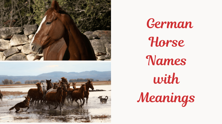 German Horse Names with Meanings. image