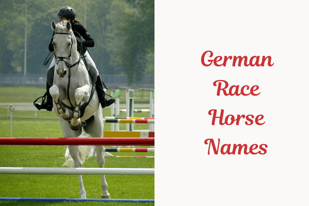 German Race Horse Names, image
