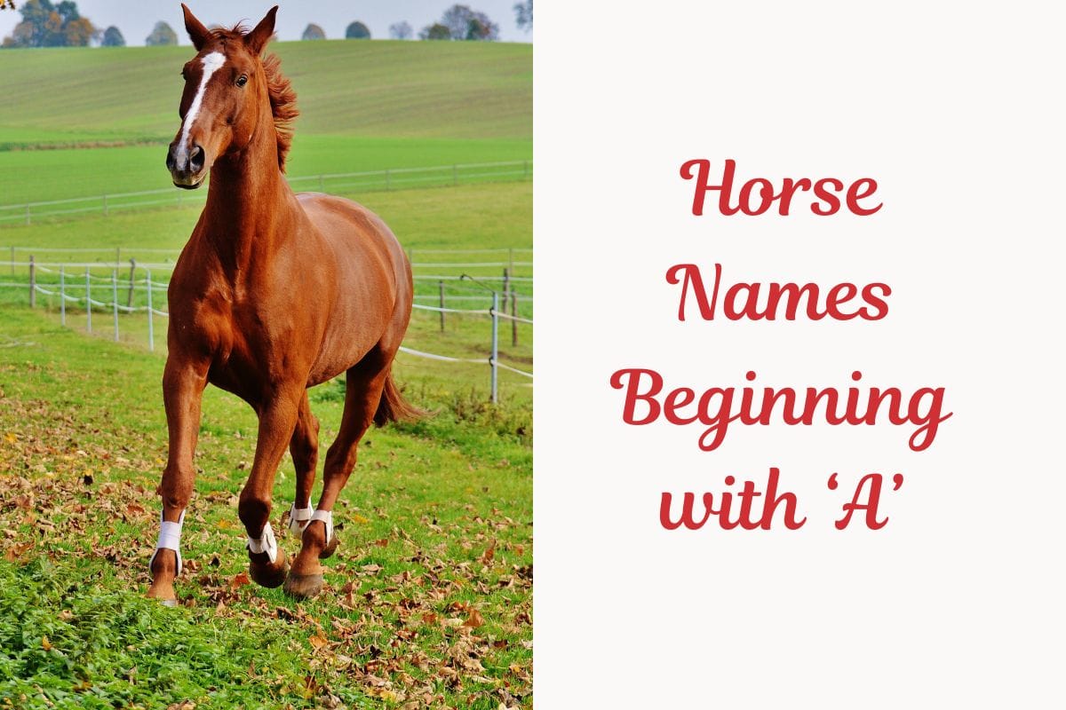 Horse Names Beginning with ‘A’ (1)