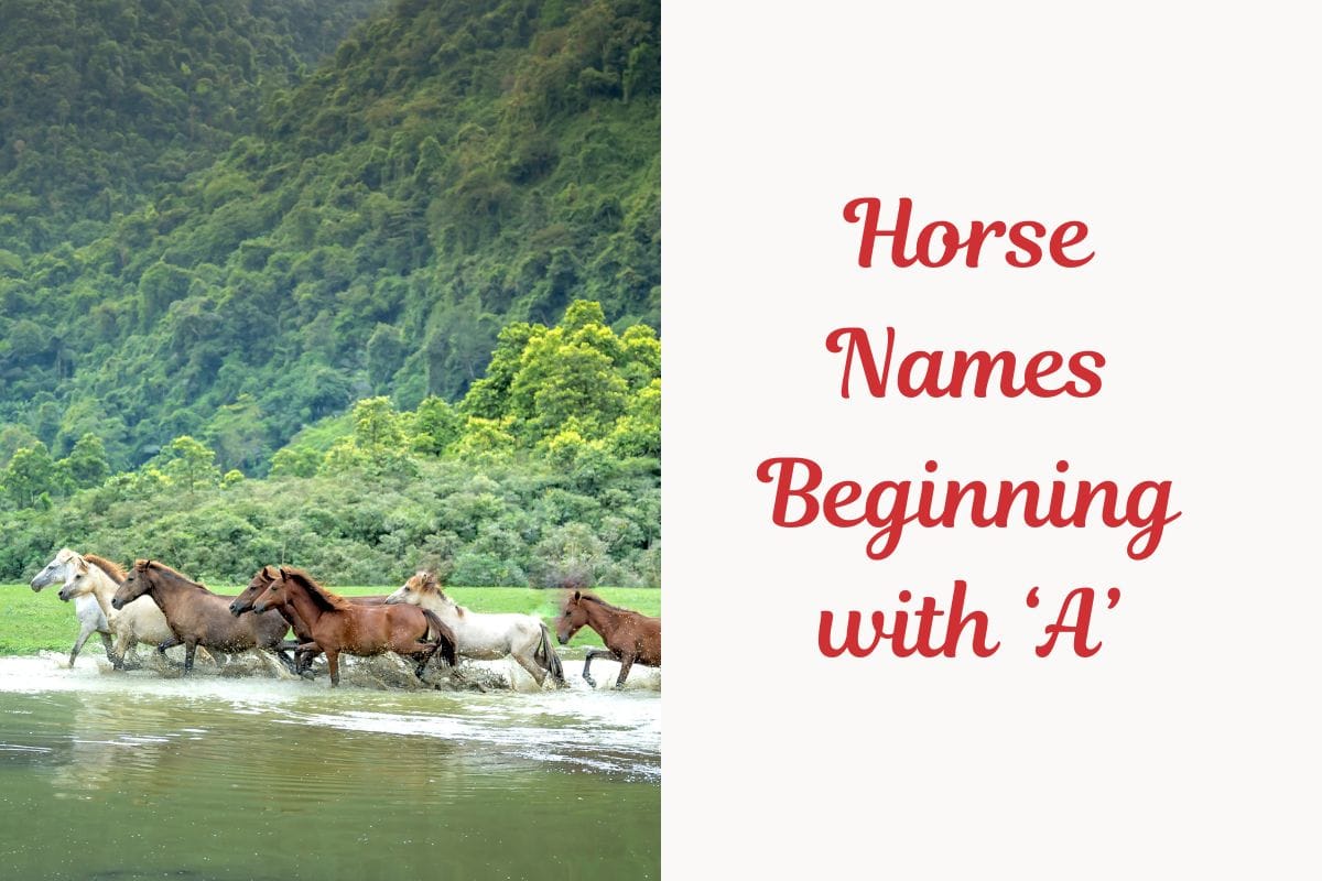 Horse Names Beginning with ‘A’