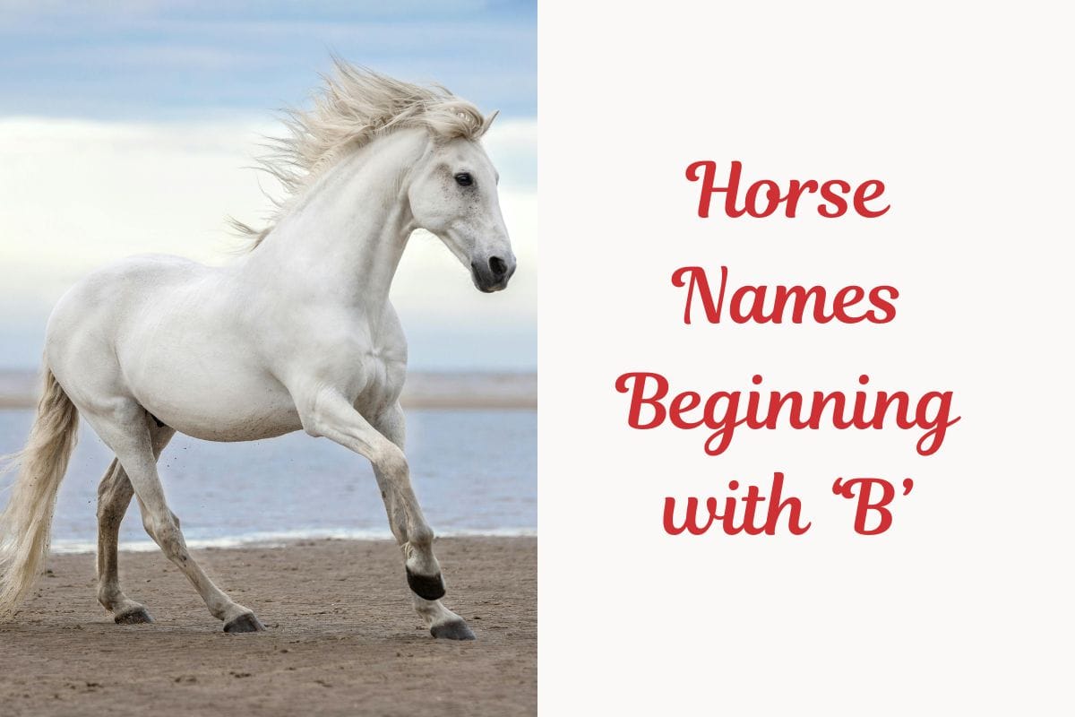 Horse Names Beginning with ‘B’ (1)