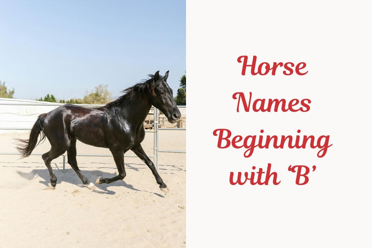 Horse Names Beginning with ‘B’
