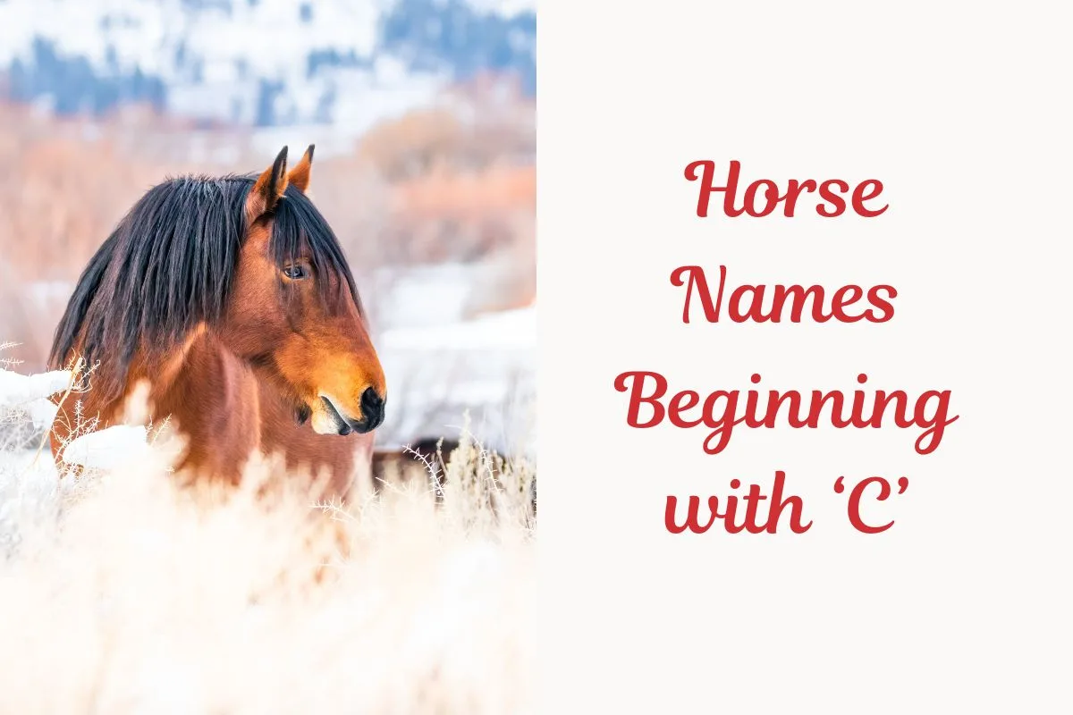 Horse Names Beginning with ‘C’ (1)