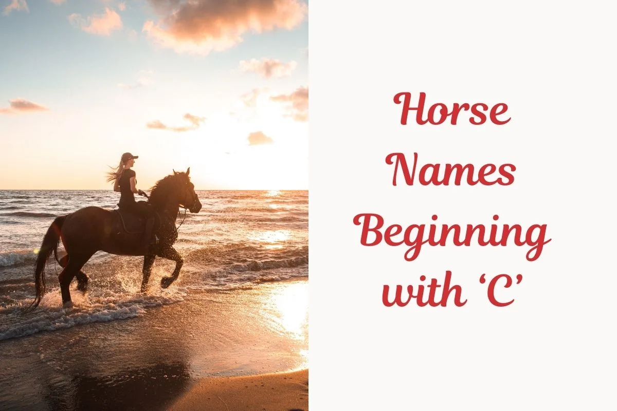 Horse Names Beginning with ‘C’