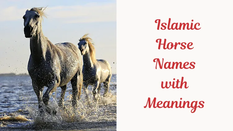 Islamic Horse Names with Meanings. image