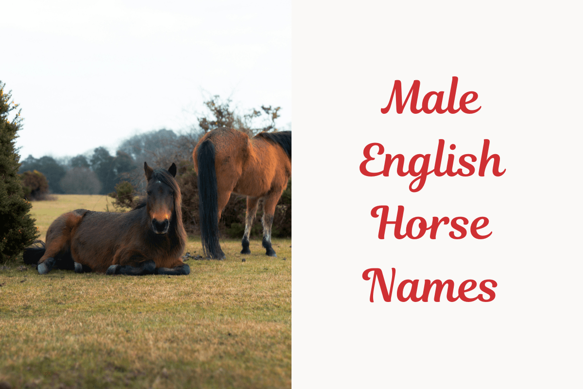 Male English Horse Names. Image