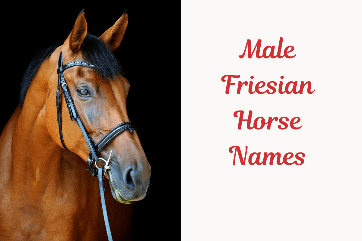 350+ Friesian Horse Names With Meanings: Male, Female & Funny Names