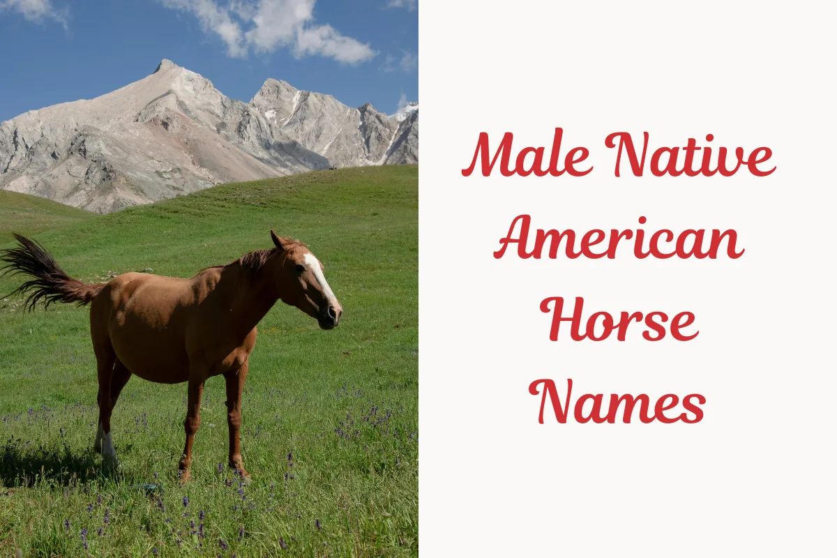 Male Native American Horse Names. Image