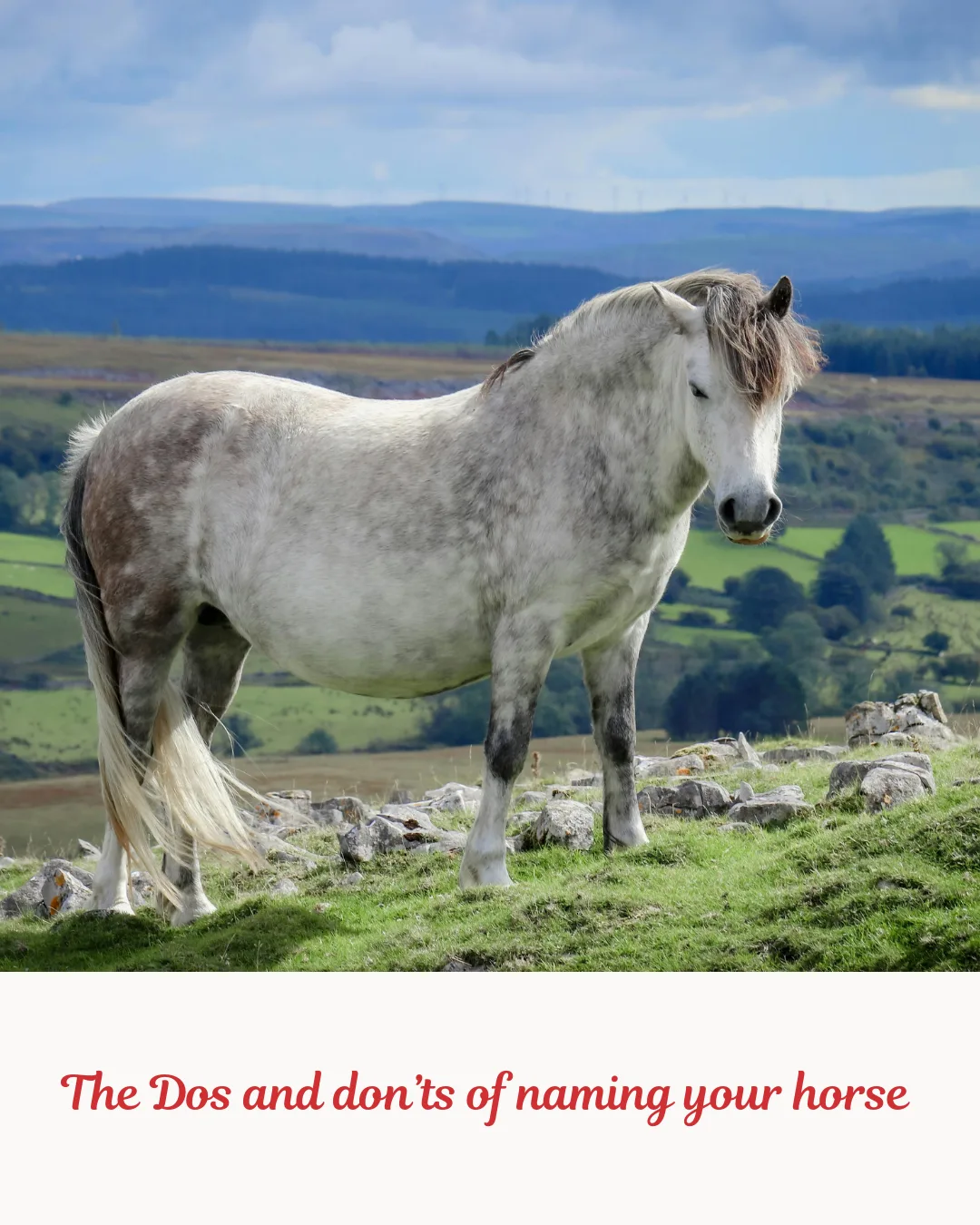 The Dos and don’ts of naming your horse