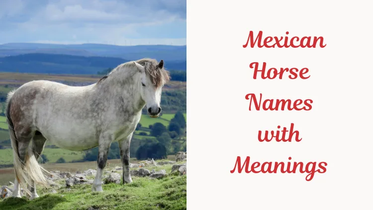 Mexican Horse Names with Meanings. image